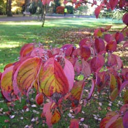 White flowering American dogwood